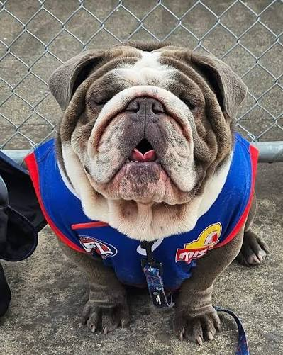 Sunny, the Western Bulldogs' real-life bulldog mascot